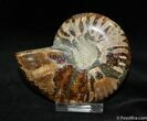 Inch Polished Madagascar Ammonite (Half) #1069-1